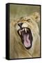 Yawning Lion, Sabi Sabi Reserve, South Africa-Paul Souders-Framed Stretched Canvas