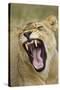 Yawning Lion, Sabi Sabi Reserve, South Africa-Paul Souders-Stretched Canvas