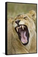 Yawning Lion, Sabi Sabi Reserve, South Africa-Paul Souders-Framed Stretched Canvas