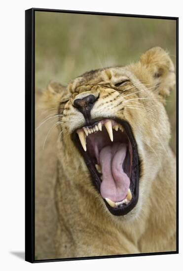 Yawning Lion, Sabi Sabi Reserve, South Africa-Paul Souders-Framed Stretched Canvas