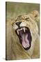Yawning Lion, Sabi Sabi Reserve, South Africa-Paul Souders-Stretched Canvas