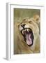 Yawning Lion, Sabi Sabi Reserve, South Africa-Paul Souders-Framed Photographic Print