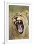 Yawning Lion, Sabi Sabi Reserve, South Africa-Paul Souders-Framed Photographic Print