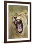 Yawning Lion, Sabi Sabi Reserve, South Africa-Paul Souders-Framed Photographic Print