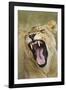 Yawning Lion, Sabi Sabi Reserve, South Africa-Paul Souders-Framed Photographic Print