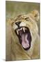 Yawning Lion, Sabi Sabi Reserve, South Africa-Paul Souders-Mounted Photographic Print