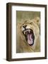 Yawning Lion, Sabi Sabi Reserve, South Africa-Paul Souders-Framed Photographic Print