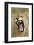 Yawning Lion, Sabi Sabi Reserve, South Africa-Paul Souders-Framed Photographic Print