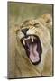 Yawning Lion, Sabi Sabi Reserve, South Africa-Paul Souders-Mounted Photographic Print