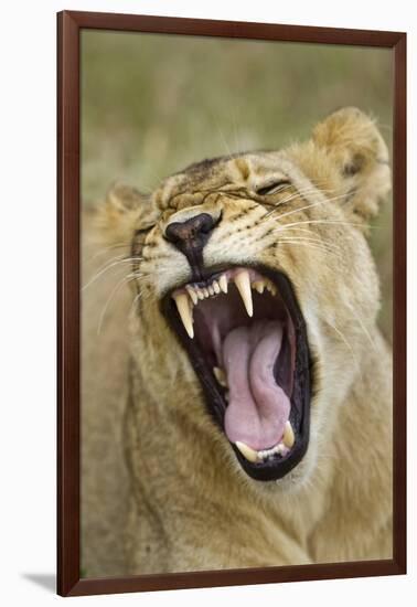 Yawning Lion, Sabi Sabi Reserve, South Africa-Paul Souders-Framed Photographic Print