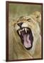 Yawning Lion, Sabi Sabi Reserve, South Africa-Paul Souders-Framed Photographic Print