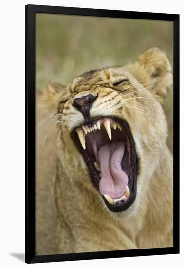 Yawning Lion, Sabi Sabi Reserve, South Africa-Paul Souders-Framed Photographic Print