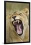 Yawning Lion, Sabi Sabi Reserve, South Africa-Paul Souders-Framed Photographic Print