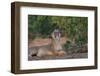 Yawning Lion - Zimbabwe-Scott Bennion-Framed Photo