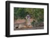 Yawning Lion - Zimbabwe-Scott Bennion-Framed Photo