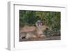 Yawning Lion - Zimbabwe-Scott Bennion-Framed Photo