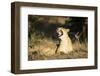 Yawning Lioness, Chobe National Park, Botswana-Paul Souders-Framed Photographic Print