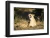 Yawning Lioness, Chobe National Park, Botswana-Paul Souders-Framed Photographic Print