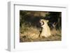 Yawning Lioness, Chobe National Park, Botswana-Paul Souders-Framed Photographic Print