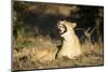 Yawning Lioness, Chobe National Park, Botswana-Paul Souders-Mounted Photographic Print