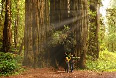 Hikers Admiring Redwood Trees, Redwood National Park, California-YayaErnst-Photographic Print