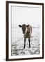 Yearling Cow in Snow-Krista Mosakowski-Framed Giclee Print