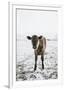 Yearling Cow in Snow-Krista Mosakowski-Framed Giclee Print