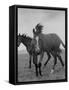 Yearlings Playing Together in the Paddock at Marcel Boussac's Stud Farm and Stables-Lisa Larsen-Framed Stretched Canvas