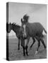 Yearlings Playing Together in the Paddock at Marcel Boussac's Stud Farm and Stables-Lisa Larsen-Stretched Canvas