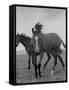 Yearlings Playing Together in the Paddock at Marcel Boussac's Stud Farm and Stables-Lisa Larsen-Framed Stretched Canvas