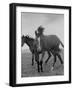 Yearlings Playing Together in the Paddock at Marcel Boussac's Stud Farm and Stables-Lisa Larsen-Framed Premium Photographic Print