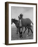 Yearlings Playing Together in the Paddock at Marcel Boussac's Stud Farm and Stables-Lisa Larsen-Framed Photographic Print