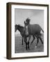 Yearlings Playing Together in the Paddock at Marcel Boussac's Stud Farm and Stables-Lisa Larsen-Framed Photographic Print