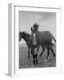 Yearlings Playing Together in the Paddock at Marcel Boussac's Stud Farm and Stables-Lisa Larsen-Framed Photographic Print