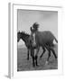 Yearlings Playing Together in the Paddock at Marcel Boussac's Stud Farm and Stables-Lisa Larsen-Framed Photographic Print