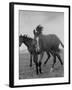 Yearlings Playing Together in the Paddock at Marcel Boussac's Stud Farm and Stables-Lisa Larsen-Framed Photographic Print