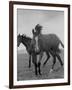 Yearlings Playing Together in the Paddock at Marcel Boussac's Stud Farm and Stables-Lisa Larsen-Framed Photographic Print