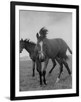 Yearlings Playing Together in the Paddock at Marcel Boussac's Stud Farm and Stables-Lisa Larsen-Framed Photographic Print