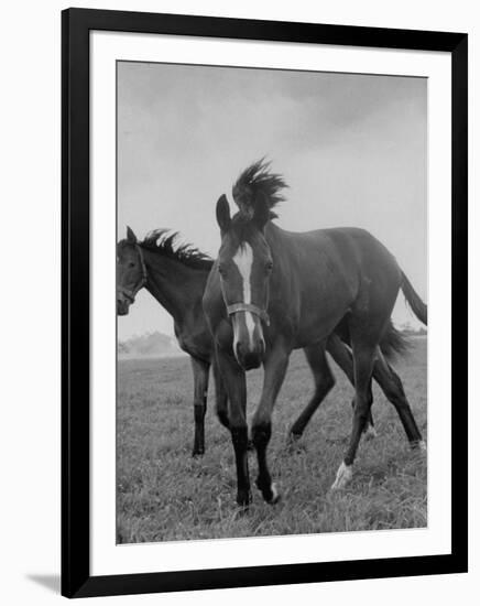 Yearlings Playing Together in the Paddock at Marcel Boussac's Stud Farm and Stables-Lisa Larsen-Framed Photographic Print