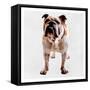 Yearning Bulldog-Marcus Prime-Framed Stretched Canvas
