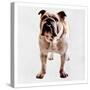 Yearning Bulldog-Marcus Prime-Stretched Canvas