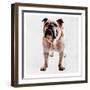 Yearning Bulldog-Marcus Prime-Framed Art Print