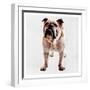 Yearning Bulldog-Marcus Prime-Framed Art Print