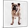 Yearning Bulldog-Marcus Prime-Mounted Art Print