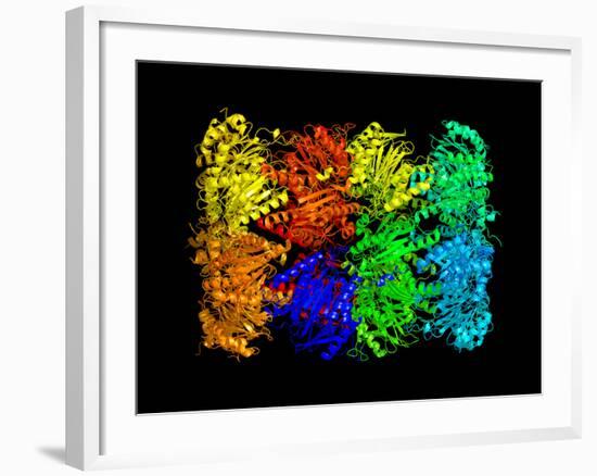 Yeast Enzyme, Molecular Model-Laguna Design-Framed Photographic Print