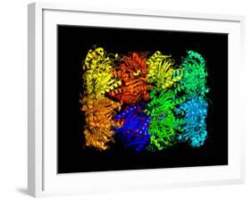 Yeast Enzyme, Molecular Model-Laguna Design-Framed Photographic Print