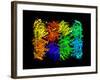 Yeast Enzyme, Molecular Model-Laguna Design-Framed Photographic Print