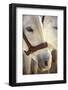 Yeguada De La Cartuja, Jerez De La Frontera, Cadiz Province, Andalusia, Spain-Neil Farrin-Framed Photographic Print