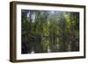 Yela Ka forest conservation area of ka trees (Terminalia carolinensis) in the Yela Valley, Kosrae, -Michael Runkel-Framed Photographic Print