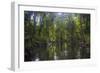 Yela Ka forest conservation area of ka trees (Terminalia carolinensis) in the Yela Valley, Kosrae, -Michael Runkel-Framed Photographic Print